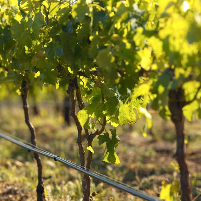 ISL04148 - GALLERY.jpg